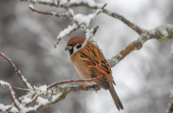 Սպասվում է առանց տեղումների եղանակ. օդի ջերմաստիճանը կբարձրանա